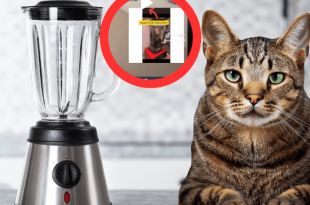 Revelación Impactante: El Caso del Video 'Cat Blender' Despierta la Indignación